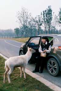 可算有人把宿遷森迪動物園玩明白了全攻略