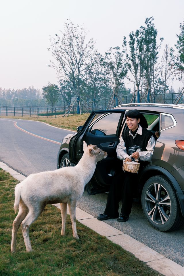 可算有人把宿遷森迪動物園玩明白了全攻略 可算有人把宿遷森迪動物園玩明白了全攻略