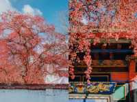 雪山下的紅色盛宴•俄色果