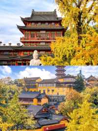 一句梧桐美，種滿南京城