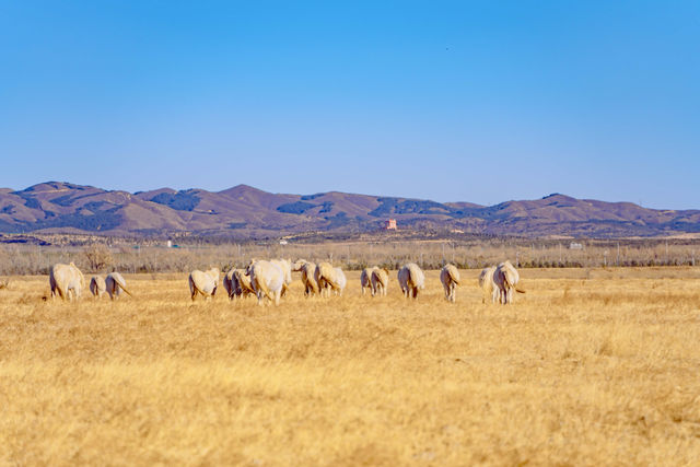 呼市小眾雪景｜紅石崖美到心巴上