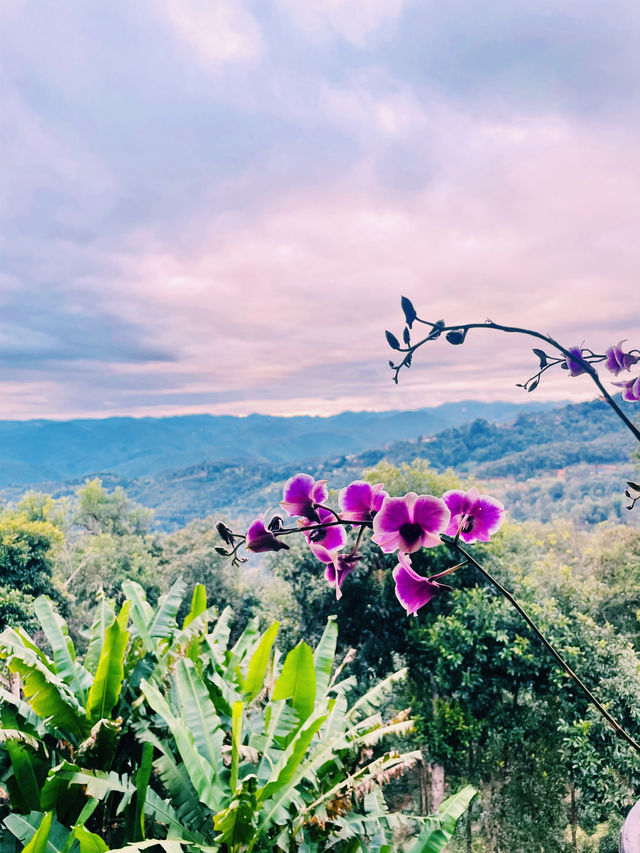 景邁山雲海記 景邁山雲海記