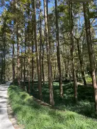 室外遛娃｜諸暨五泄 闖入秋葉世界