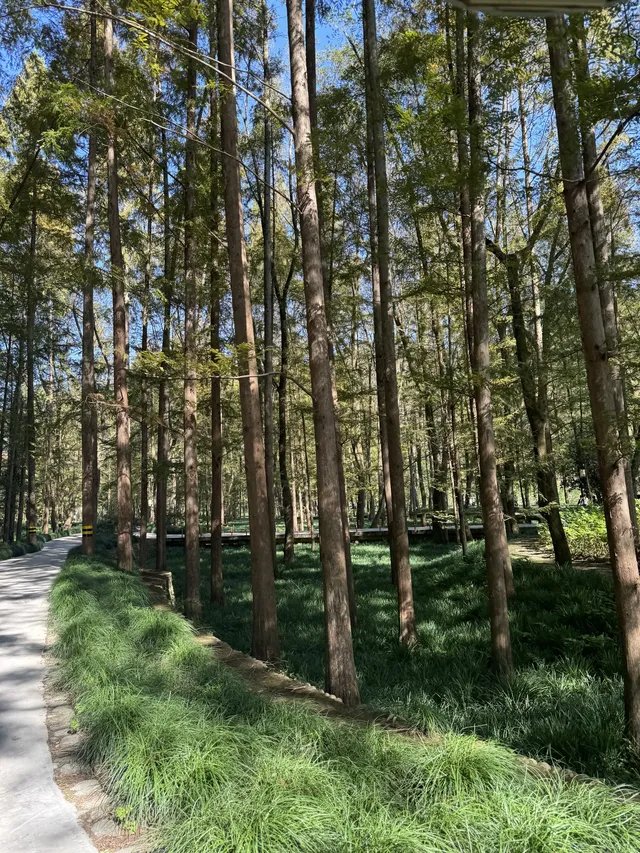 室外遛娃｜諸暨五泄 闖入秋葉世界