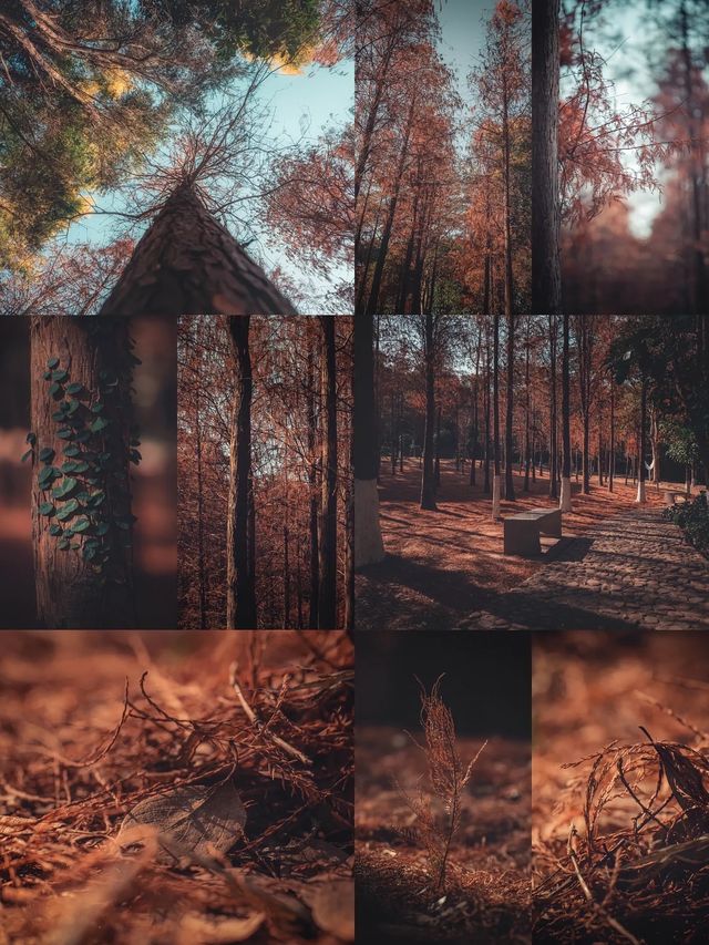 紅楓林裡看泉州