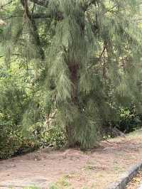 小白路線|香港“龍脊-鶴咀”徒步攻略