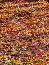 秋色滿園絕美倒映