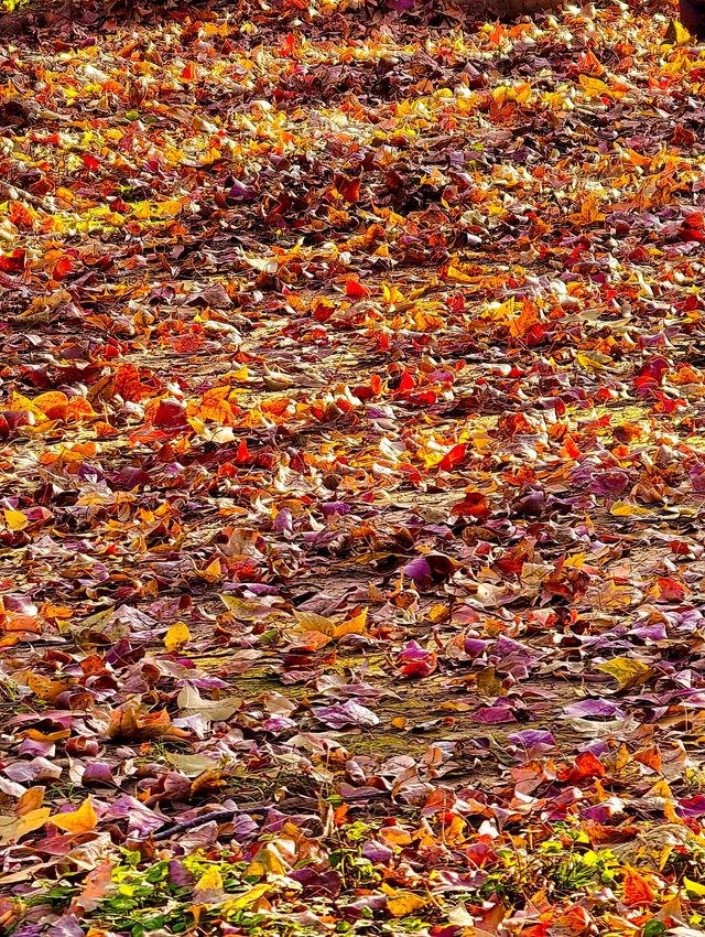 秋色滿園絕美倒映