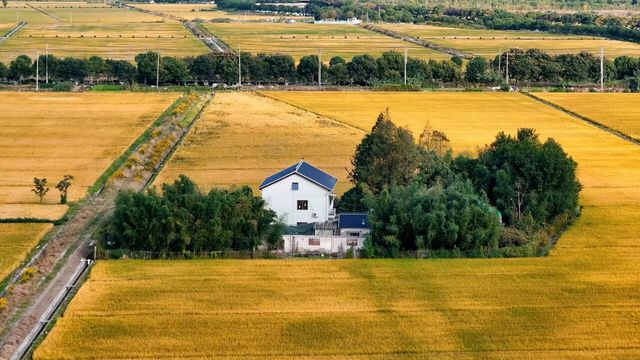 松江童話小村莊張樸村教堂與稻田 松江童話小村莊張樸村教堂與稻田