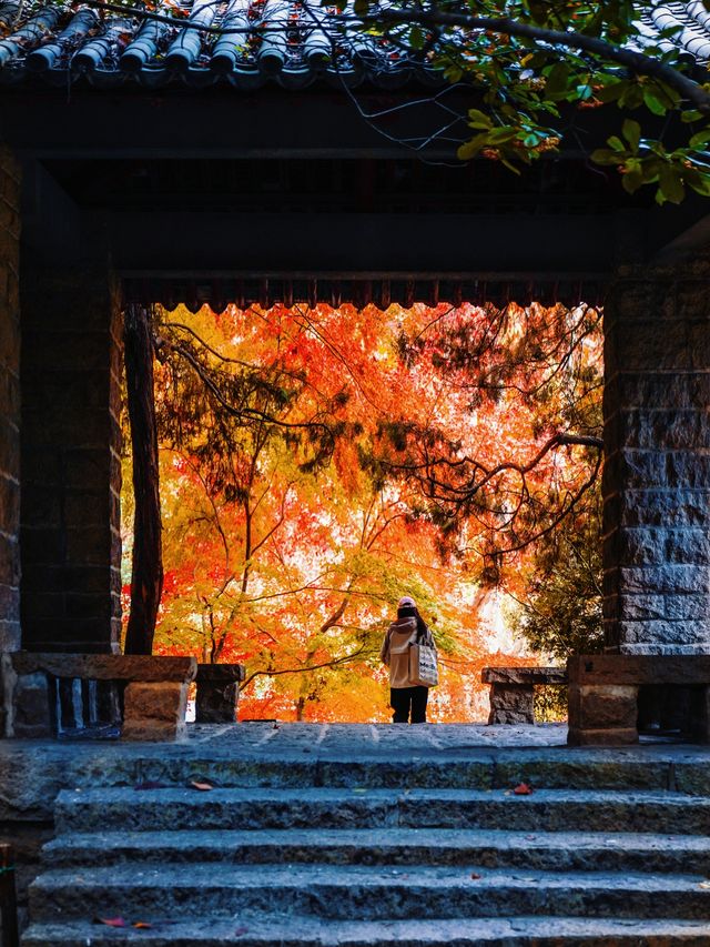 又是一年楓葉紅時魯迅公園賞楓攻略來啦！