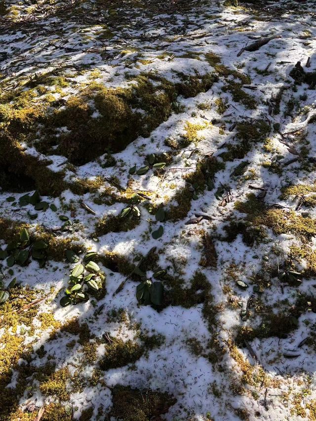 剛從轎子雪山回來,血淚教訓能救一個是一個 剛從轎子雪山回來,血淚教訓能救一個是一個