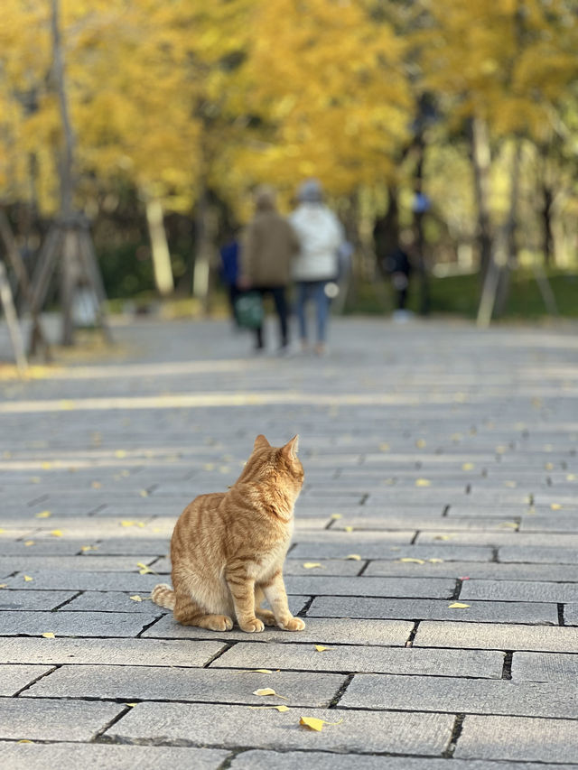 被銀杏包裹的初冬 被銀杏包裹的初冬