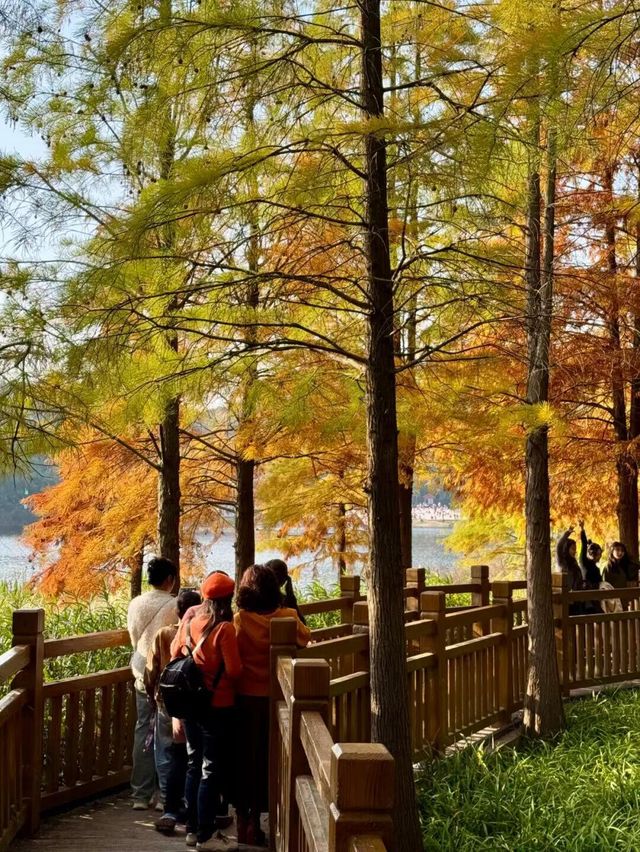 東湖山水杉林 德陽冬日美景被我挖到啦！