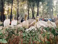 北京大興野生動物園-值得N刷