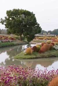 魔都不可錯過的深秋聖地！地膚草海美到窒息