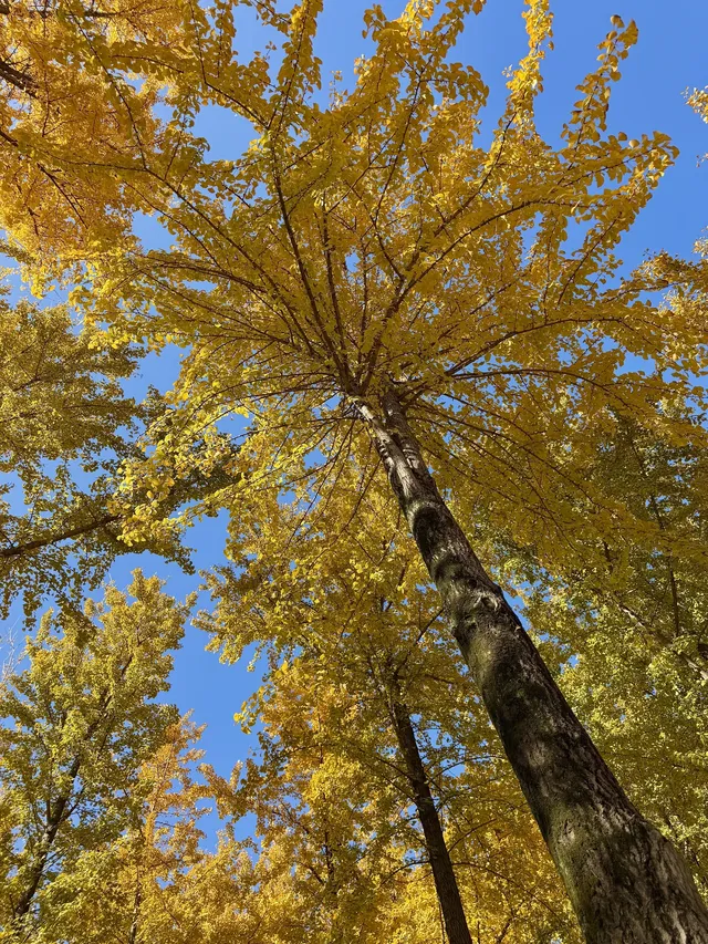 11.29實拍!月湖銀杏黃啦!真的好好看 11.29實拍!月湖銀杏黃啦!真的好好看