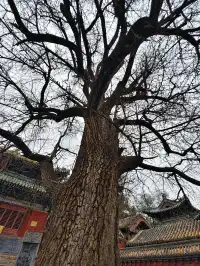 入冬的少林寺
