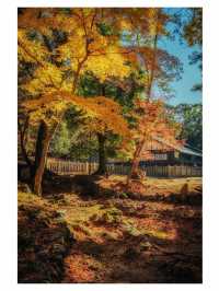 奈良小眾秘境東大寺的鎮守社・手向山八幡宮的紅葉絕景