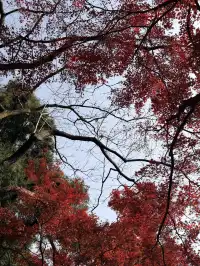 實況莫干山上的紅楓葉，美得走不動路