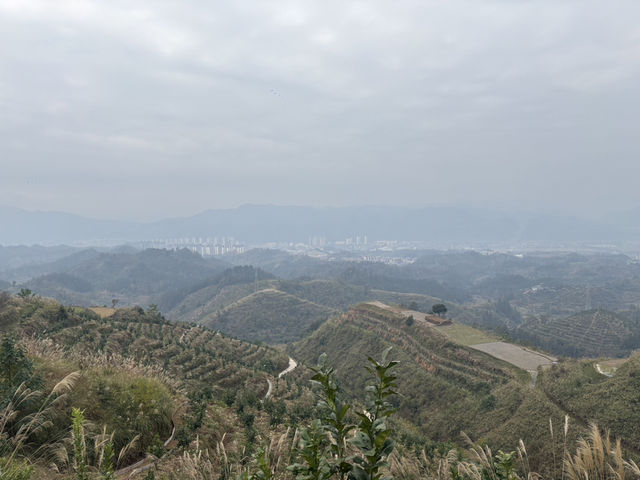 榕江《鳳柚基地》 榕江《鳳柚基地》