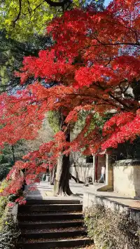 12.1號實況，青島崂山太清宮殺瘋了！