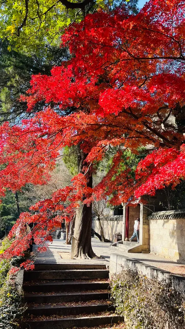 12.1號實況，青島崂山太清宮殺瘋了！