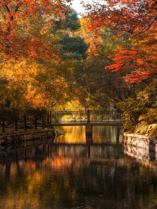 上海魯迅公園｜初冬限定！這片紅楓林美到窒息