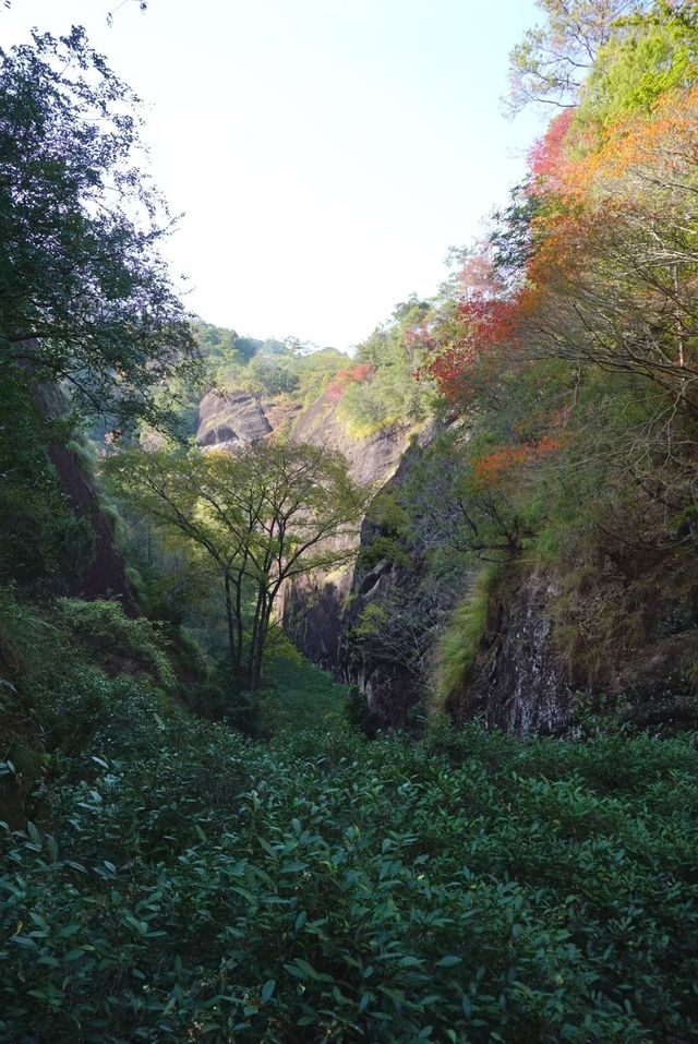 武夷山巖骨花香漫遊道:冬日裡的寧靜之旅 武夷山巖骨花香漫遊道:冬日裡的寧靜之旅