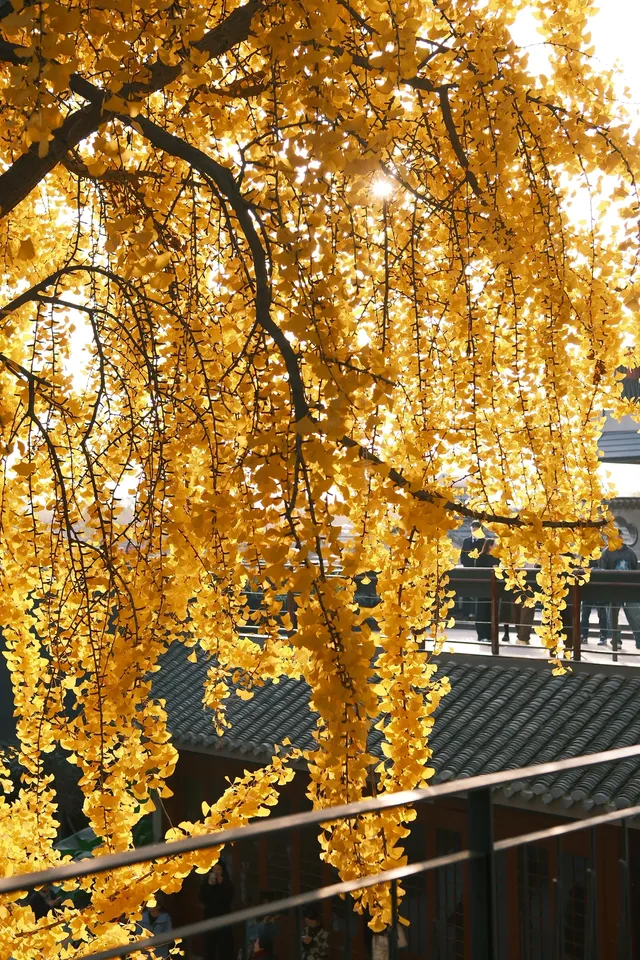 揚州蘇唱街|12月1日下午拍攝,這週得趕緊衝! 揚州蘇唱街|12月1日下午拍攝,這週得趕緊衝!