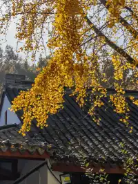 上海出發 帶娃賞秋棲霞山