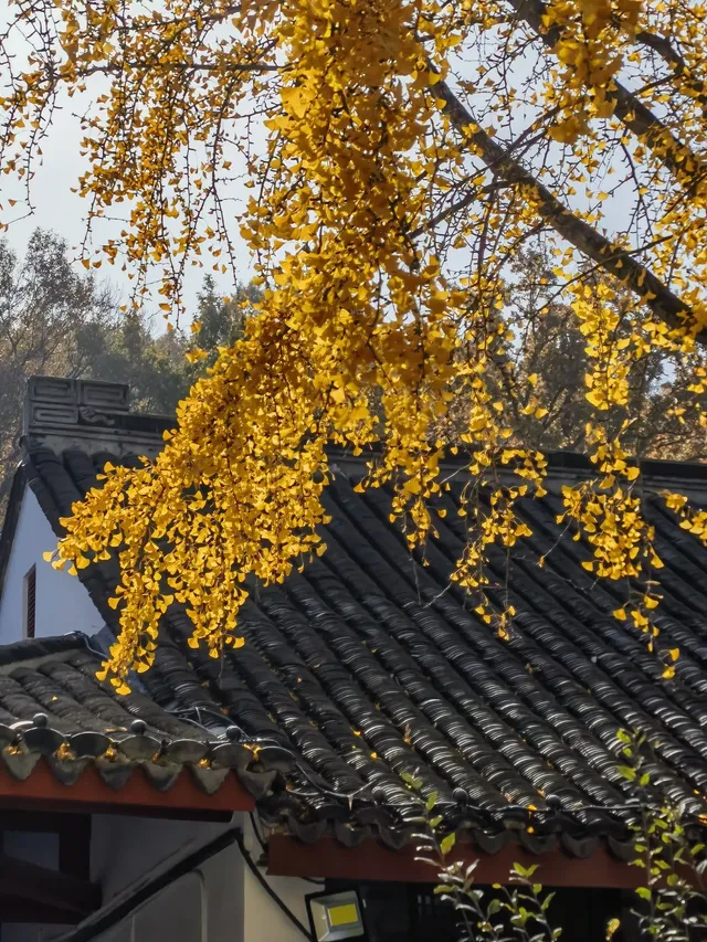 上海出發 帶娃賞秋棲霞山