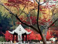 棲霞山的楓葉，是秋天寫給南京的情書