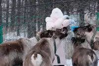 人生第一次在雪林裡騎馬,童話阿爾山