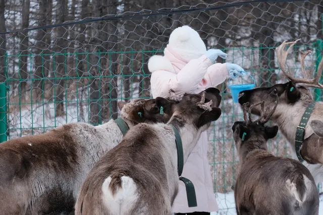 人生第一次在雪林裡騎馬,童話阿爾山 人生第一次在雪林裡騎馬,童話阿爾山