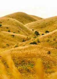 人生建議:11月一定要去看大南山的秋天!