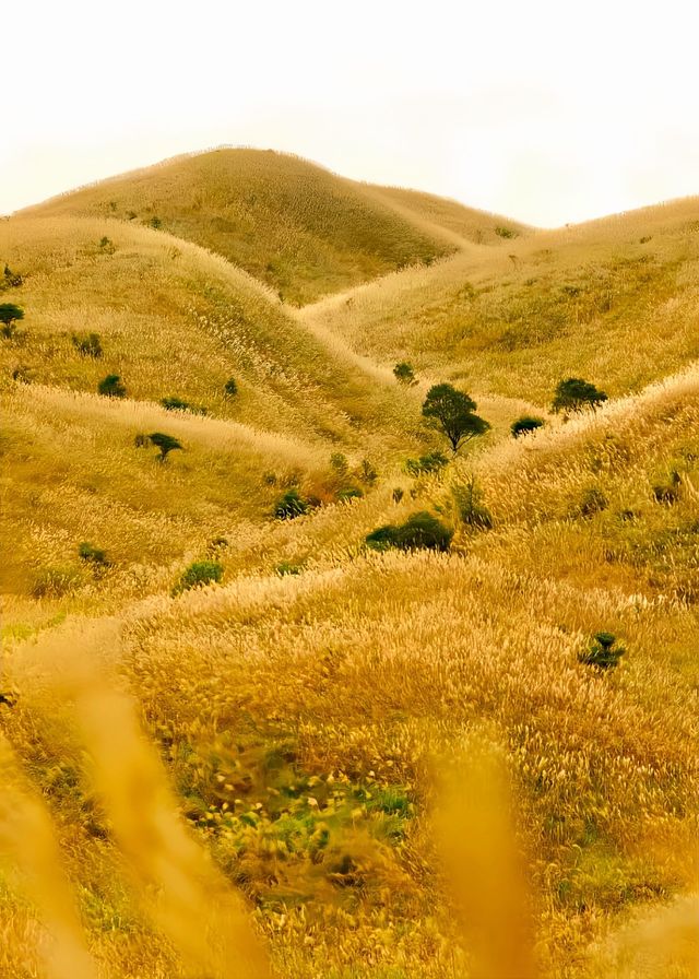 人生建議:11月一定要去看大南山的秋天! 人生建議:11月一定要去看大南山的秋天!
