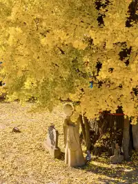 12.4實拍!青浦報國寺銀杏,禪意氛圍感拉滿!