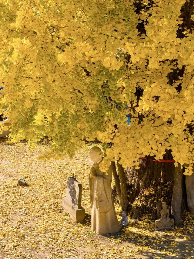 12.4實拍!青浦報國寺銀杏,禪意氛圍感拉滿! 12.4實拍!青浦報國寺銀杏,禪意氛圍感拉滿!