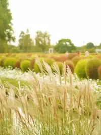 上海寶藏遛娃地｜海上花開地膚節