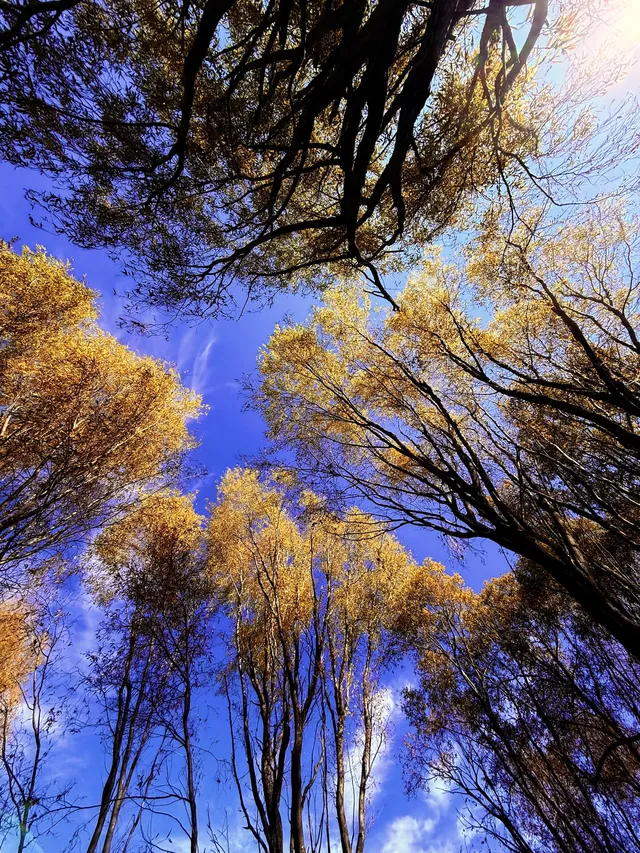 12月洱海!闖入現實版《小森林》紅杉秘境! 12月洱海!闖入現實版《小森林》紅杉秘境!