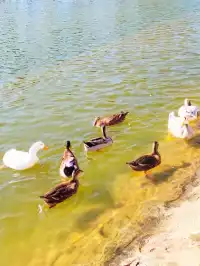 正定一個人逛一下午的冬日治癒路線