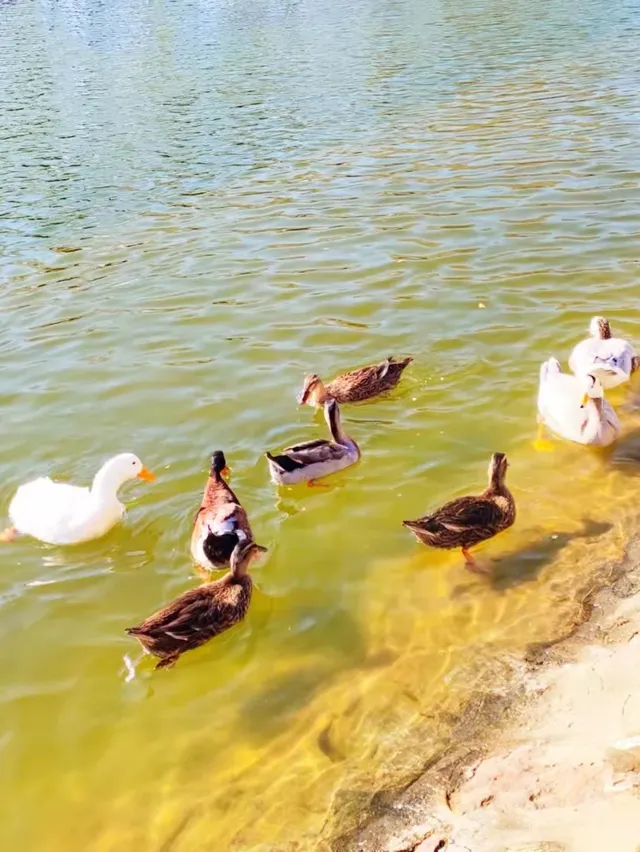 正定一個人逛一下午的冬日治癒路線