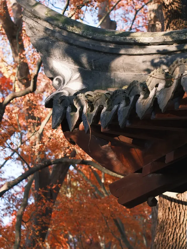 不在京都2025上海賞楓天花板 不在京都2025上海賞楓天花板