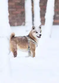 人,下雪天世界就變成了童話