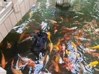 20250928   藏在北京的秘密森林：五洲植物樂園