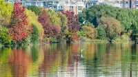 不用去皖南!溫嶺市區藏了個「秋日童話」