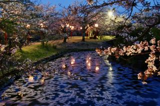 小城市公園の桜の季節が始まり、ライトアップショーを無料で鑑賞できます