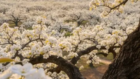 皖北・平原の花便り春の攻略|3~4月に平原の花海を満喫しよう — traveler post in 蕭県