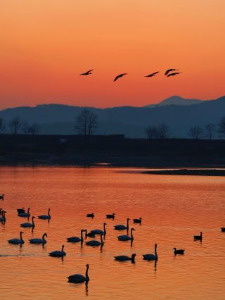 瀋陽春の散策・バードウォッチング｜丹東大洋河の夕日が神秘的に輝く