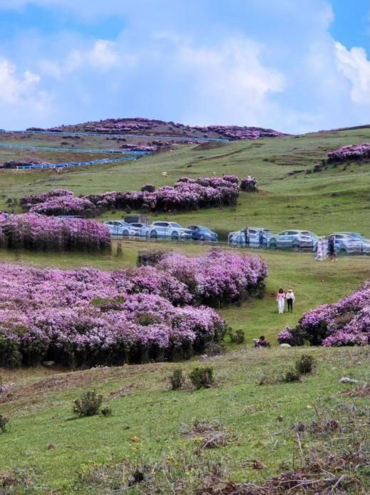 烏蒙大草原｜山一面に咲くツツジ、春限定のロマンチックな風景 | Trip